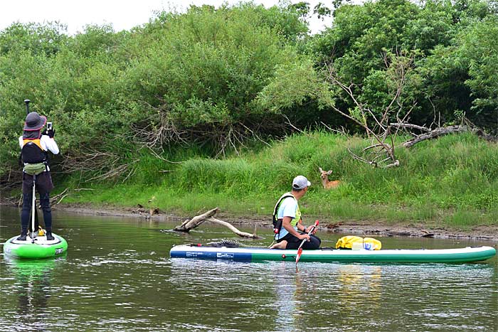 釧路川湿原部の川下り