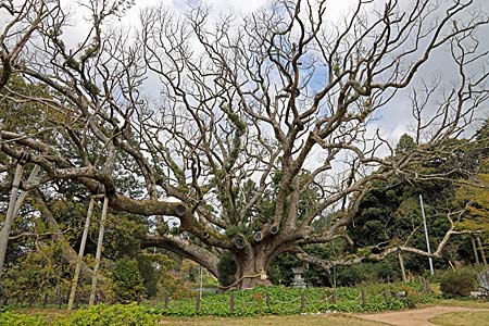 川棚のクスの森