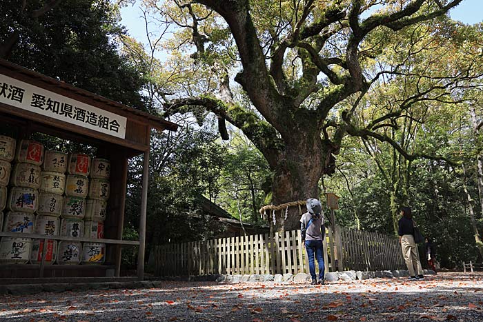 熱田神宮大楠