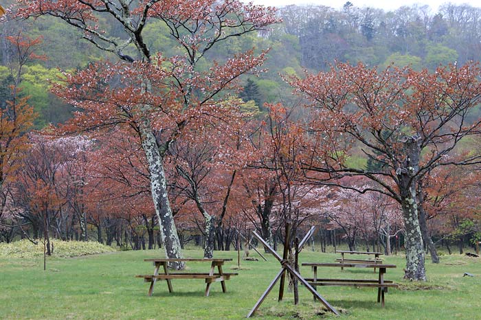 庶野さくら公園