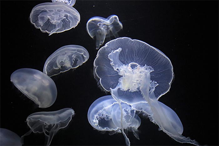 加茂水族館クラネタリウム