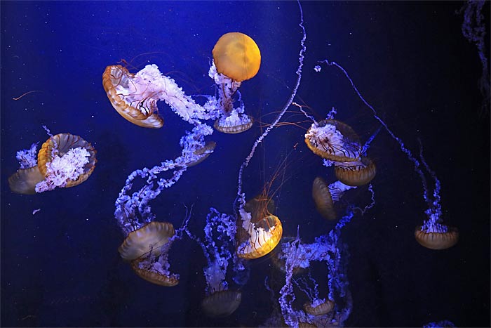 加茂水族館クラネタリウム