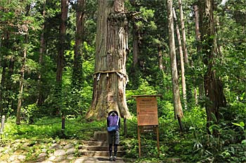 羽黒山爺杉