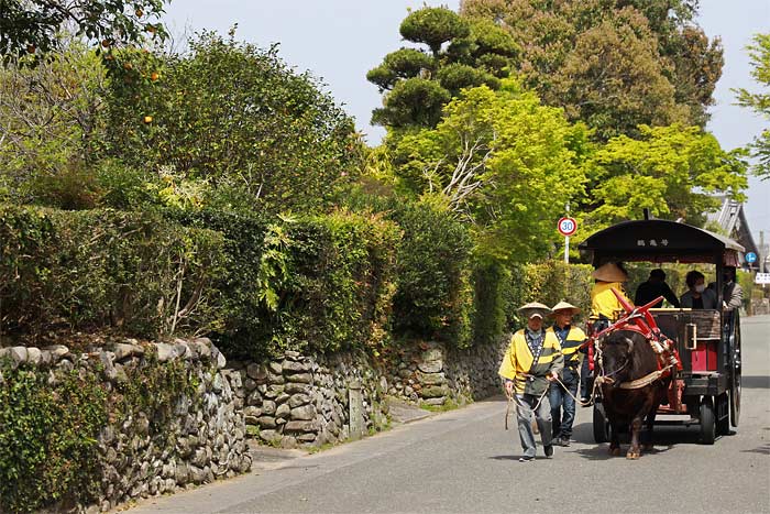 出水麓武家屋敷群　観光牛車