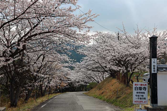 白峯寺の桜