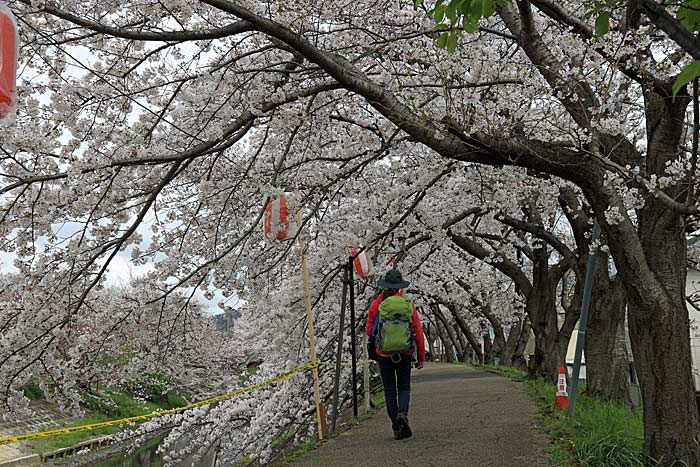 佐保川桜並木