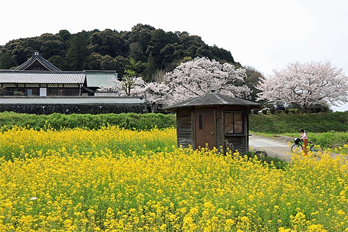 橘寺