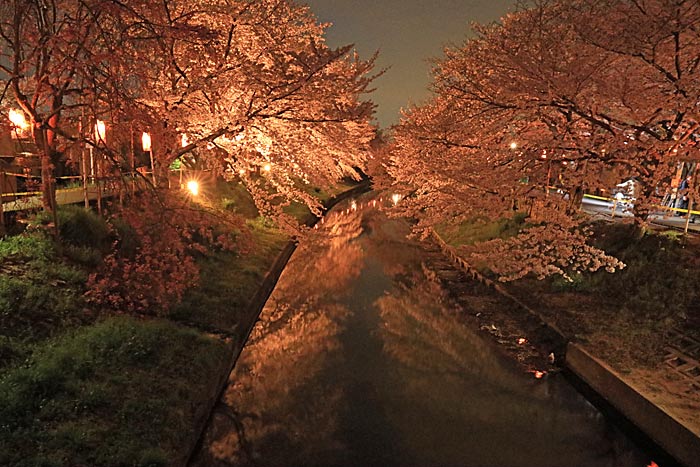 佐保川桜並木