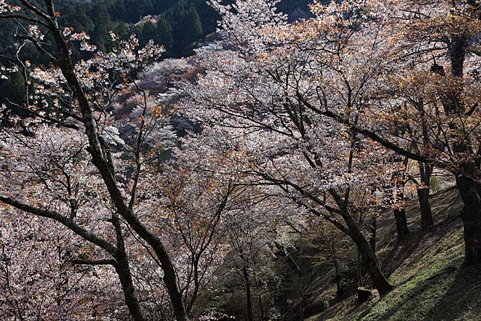 吉野山