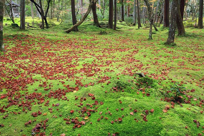 西芳寺