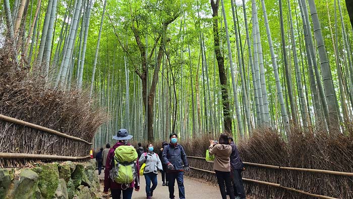 竹林の小路