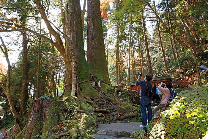 貴船神社相生の杉