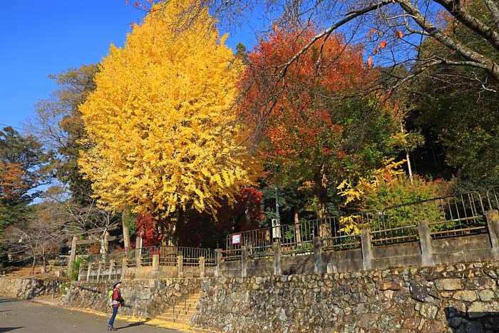 静原神社の大イチョウ